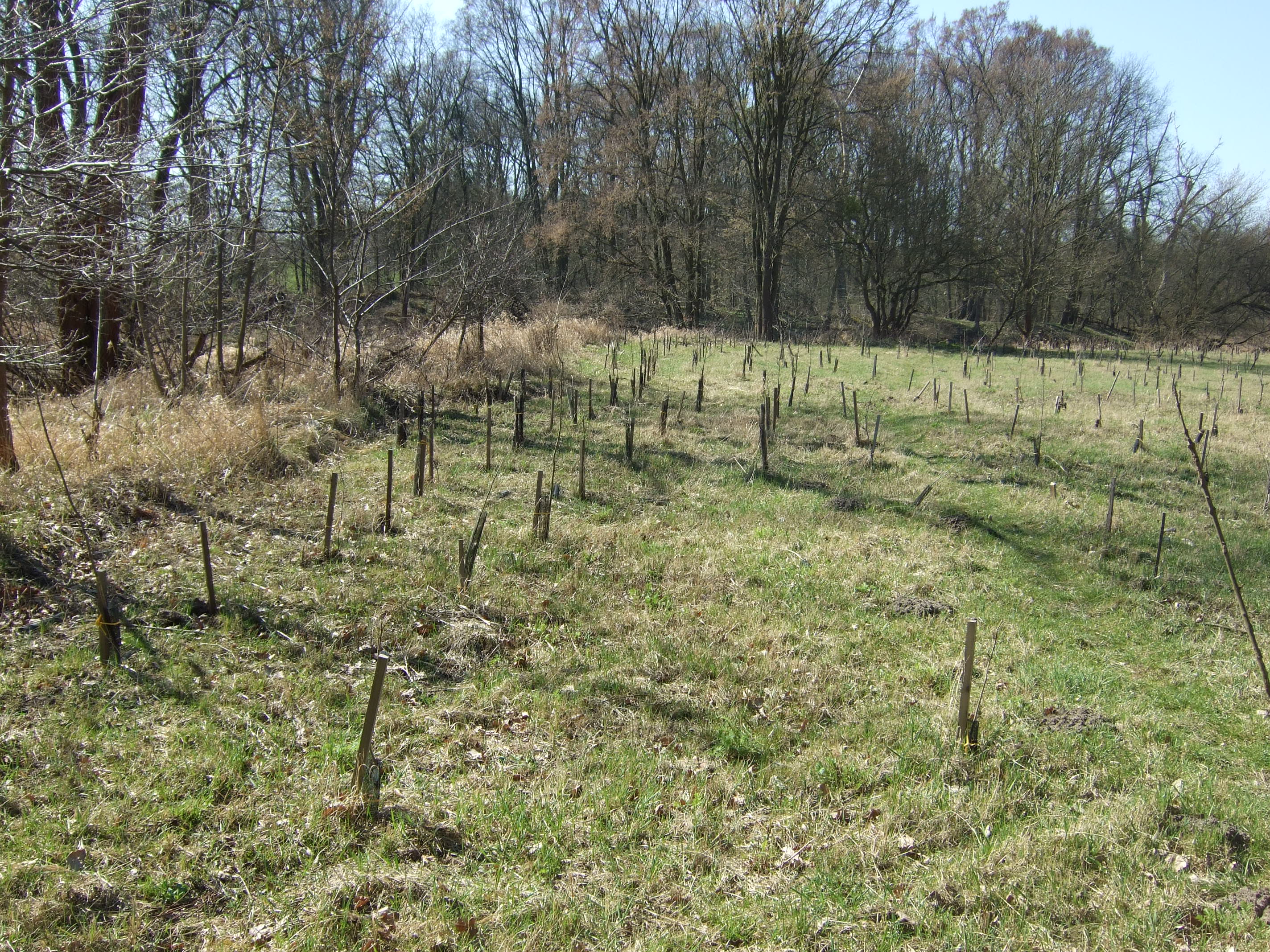 Konatrakt B3 2 las gowy po pierwszym roku od posadzenia powierzchnia nr 2