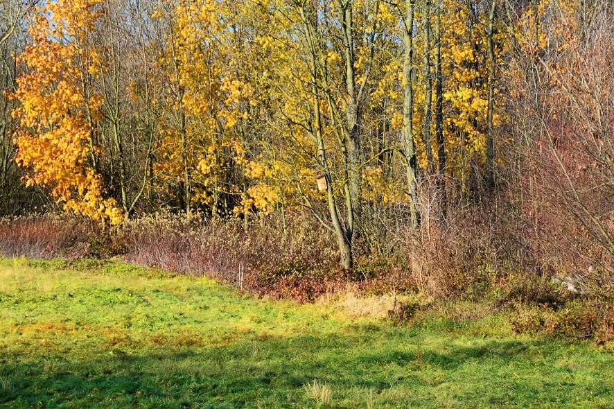 zdjęcia budek dla ptaków wywieszonych w ramach Wisły etap 2a
