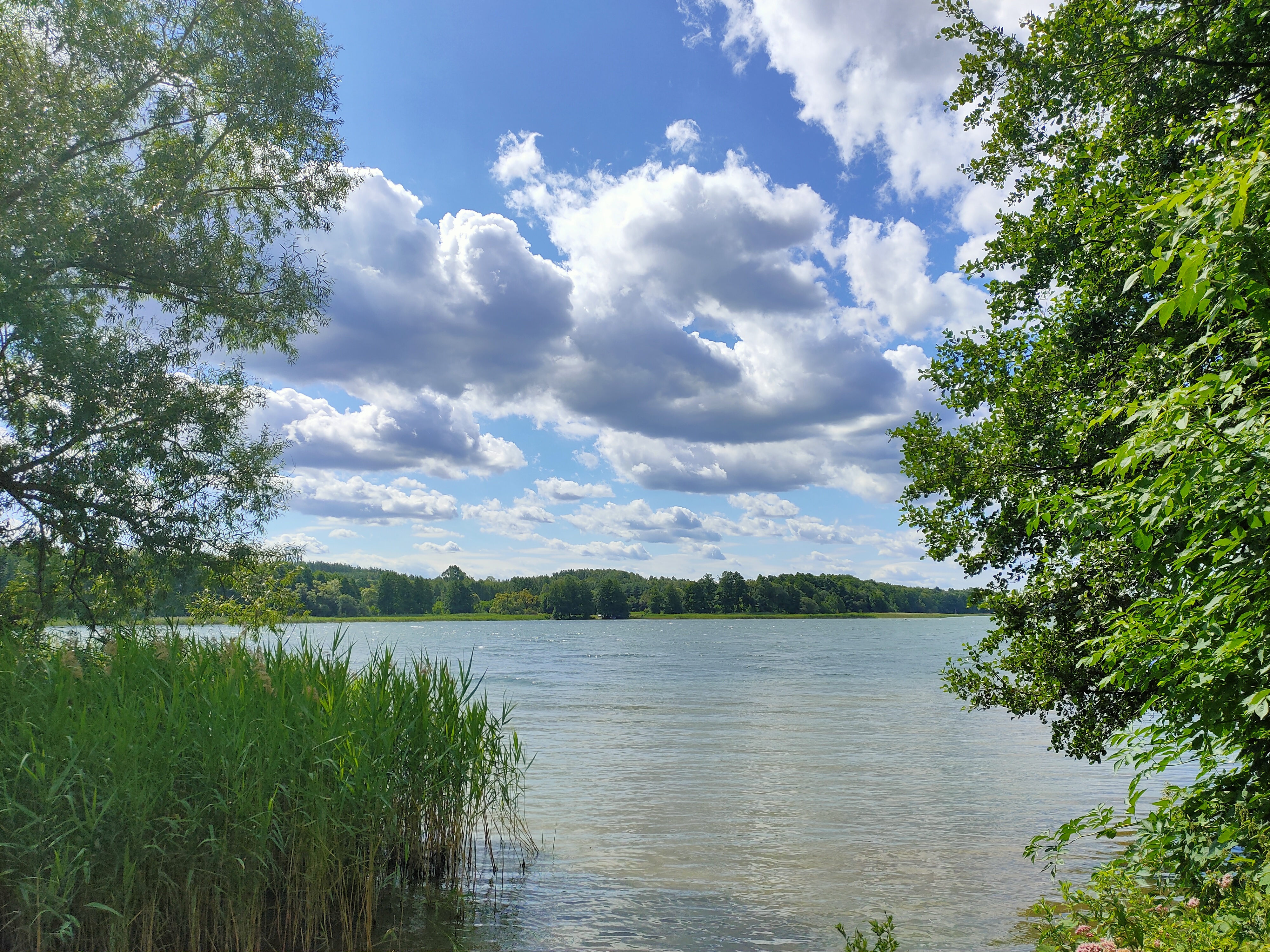 wierzby olchy nad jez Pile gmina Borne Sulinowo powiat szczecinecki