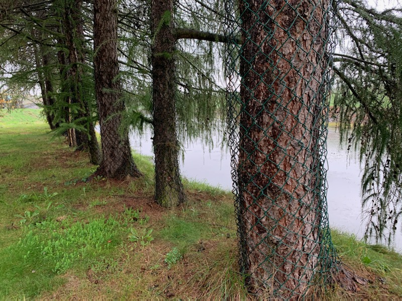zabezpieczanie drzew przeciw bobrom zabezpieczenie drzew przy pompowni nr 1 ZW Tresna 2