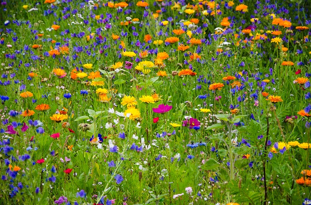 flower meadow 2509969 640