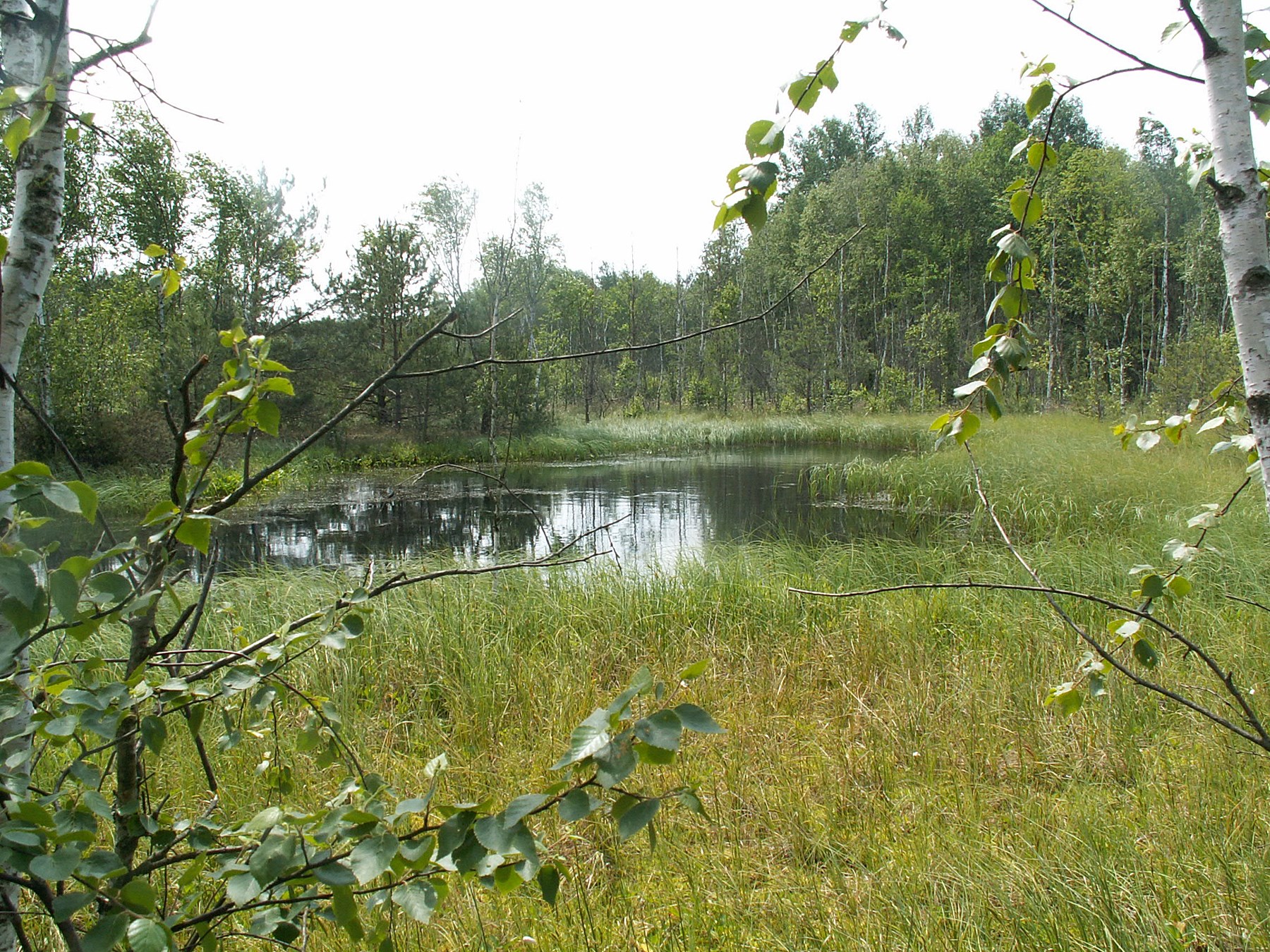 Zbiornik potorfowy Jelino k. jeziora Zagłębocze Pojezierze Łęcyńsko Włodawskie 1