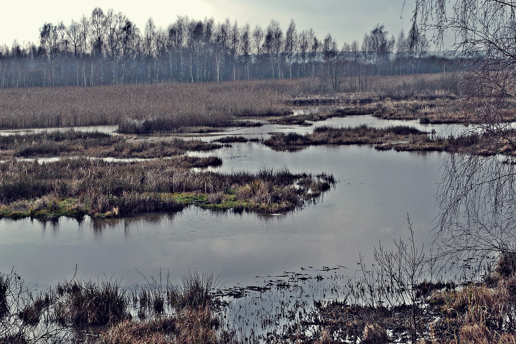 mokradła na południowy zachód od m. Przystajnia Kolonia woj. wielkopolskie pow. kaliski gm. Brzeziny 02 1